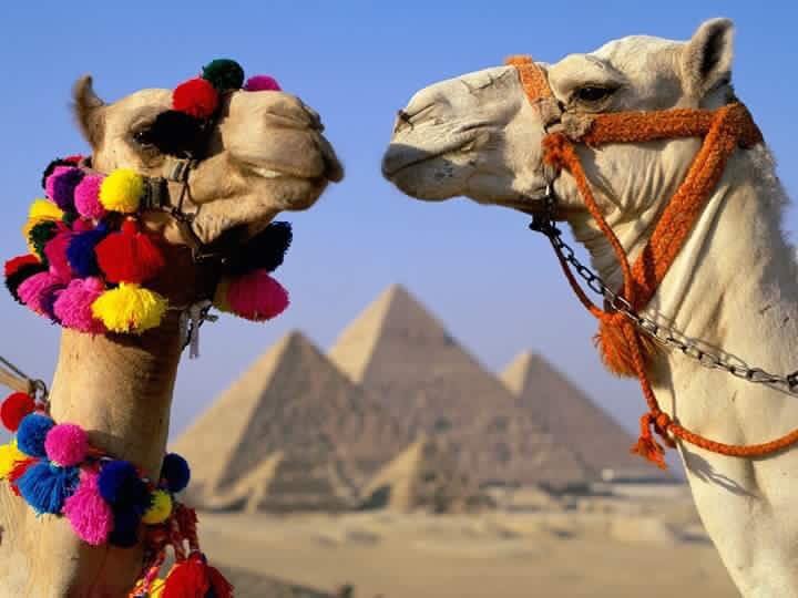 Traveler photo from Discover Egypt, Cairo & Nile Cruise W/internal Flights
